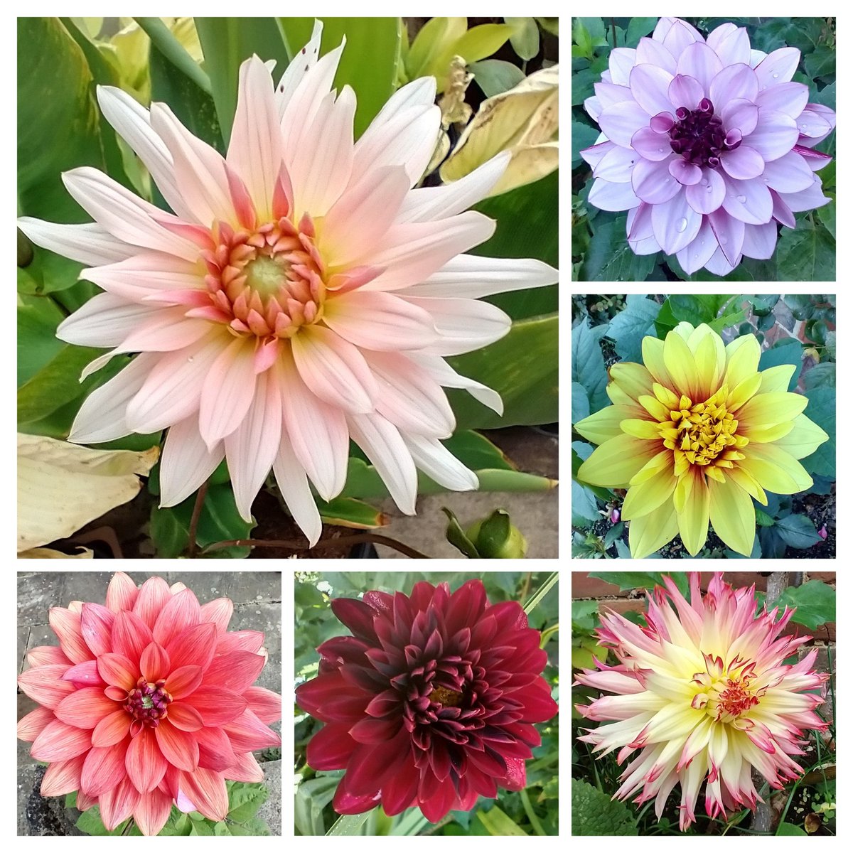 It's Saturday! Archive visit for #SixOnSaturday as most of my Dahlias haven't performed too well this year 🤷‍♂️...it happens 🙄Have a splendid day if you can folks 🇺🇦💙💛🙏