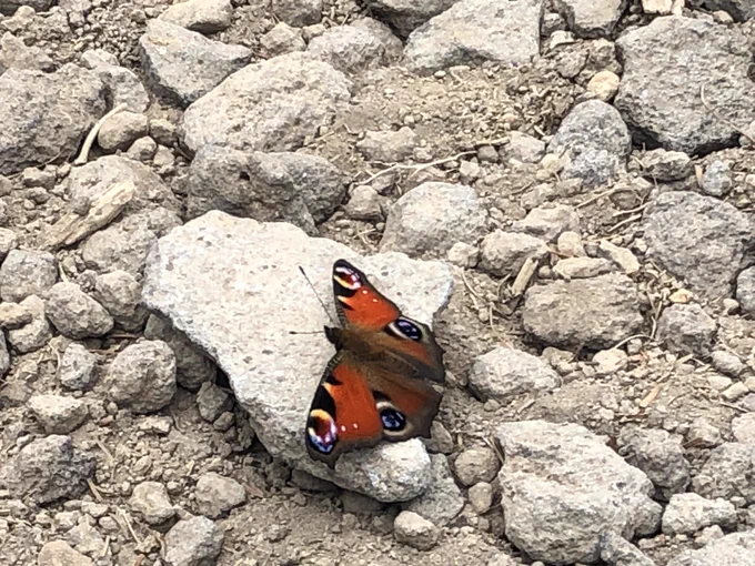 八ヶ岳の西岳、編笠岳に行きました 暑かったし、岩場ゴロゴロで結構大変でした。孔雀蝶いました この蝶は越冬するんだよ。強いし綺麗