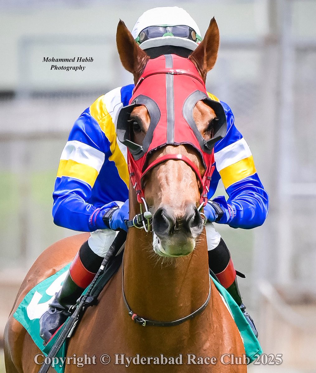 “Between the ears where I like to be…” - Anonymous 

Briar Ridge 🐎 
B. Nikhil 🏇
Trainer: S. Sreekant

#HyderabadRaceClub #HRC #MohammedHabib #Hyderabad