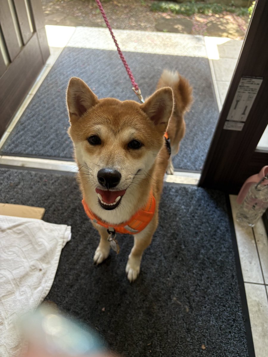 保護してる、豆柴ちゃん
張り紙して、インスタ、Ｘに
載せましたが今のところ
飼い主さんからの連絡はありません
お泊まりになりそう

鑑札つけてるし、マイクロチップも
入ってました
月曜日になれば市役所で連絡先
わかるけど早く帰してあげたい💦
警察には届け済みです
#迷い犬#青梅市