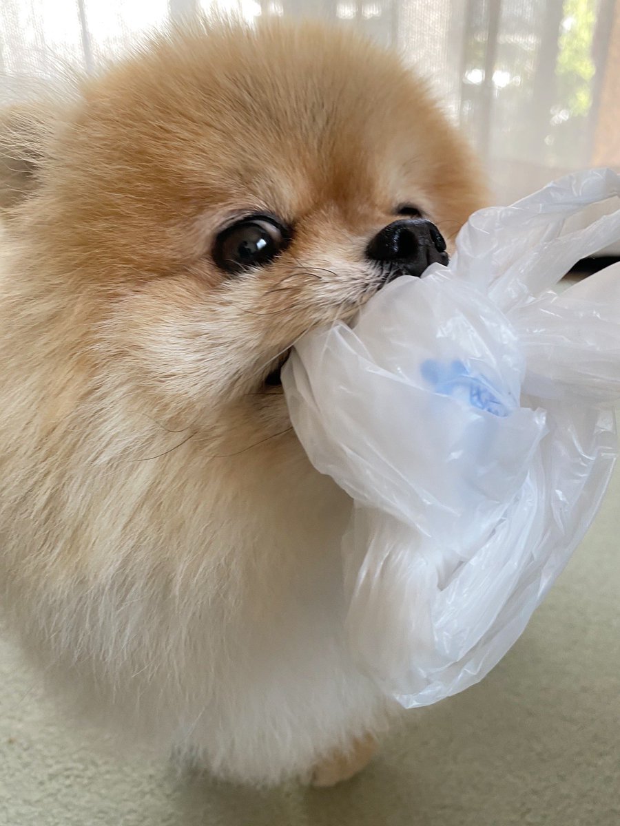 今日のソラ🤣🤣

#ポメラニアン