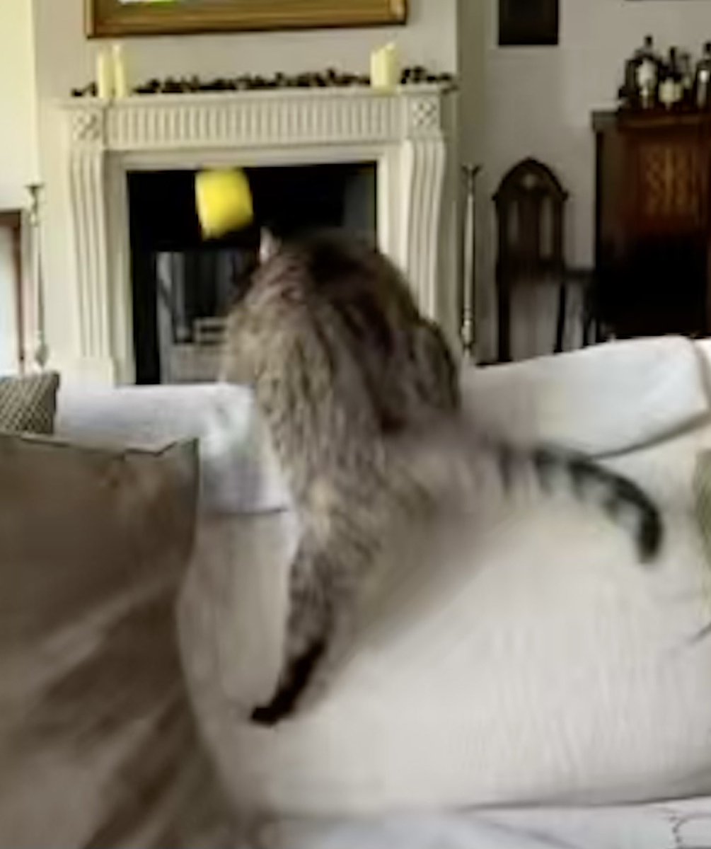 Pickle (@pickliciousf) on Twitter photo No, mummy there is not a ‘fat raccoon’ in the living room! I was chasing <a href="/LioneltheLemon/">Lionel Lemon</a> 😾 No, mummy there is not a ‘fat raccoon’ in the living room! I was chasing <a href="/LioneltheLemon/">Lionel Lemon</a> 😾