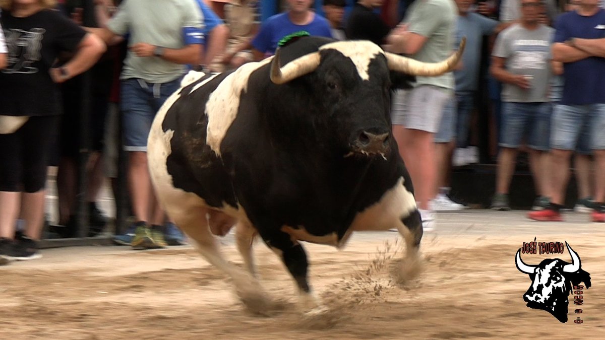 Cotillonito-20 de <a href="/PacoGalache/">toros galache</a> el pasado sábado 21 de Junio en San Juan de Moró.