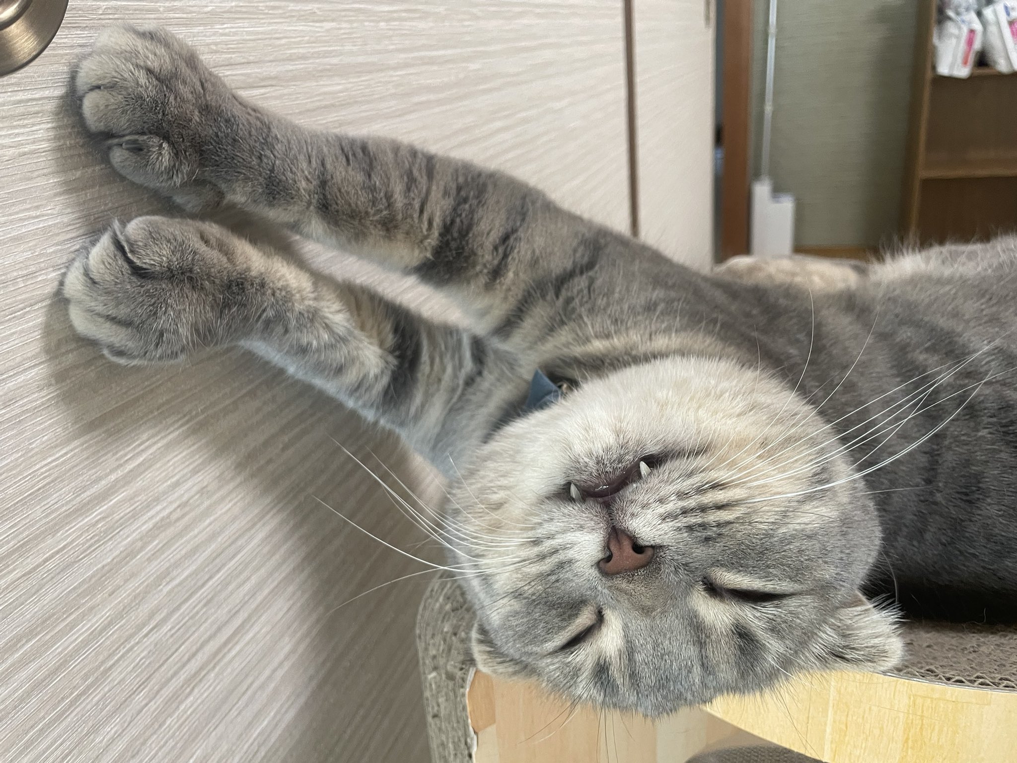 ねこ@おまとめ歓迎  おーあみ避難所 里親募集中 on X: 