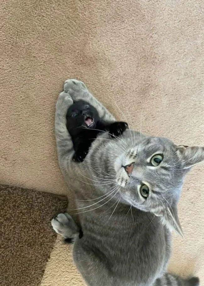 ShouldHaveCat's tweet image. The Babysitter