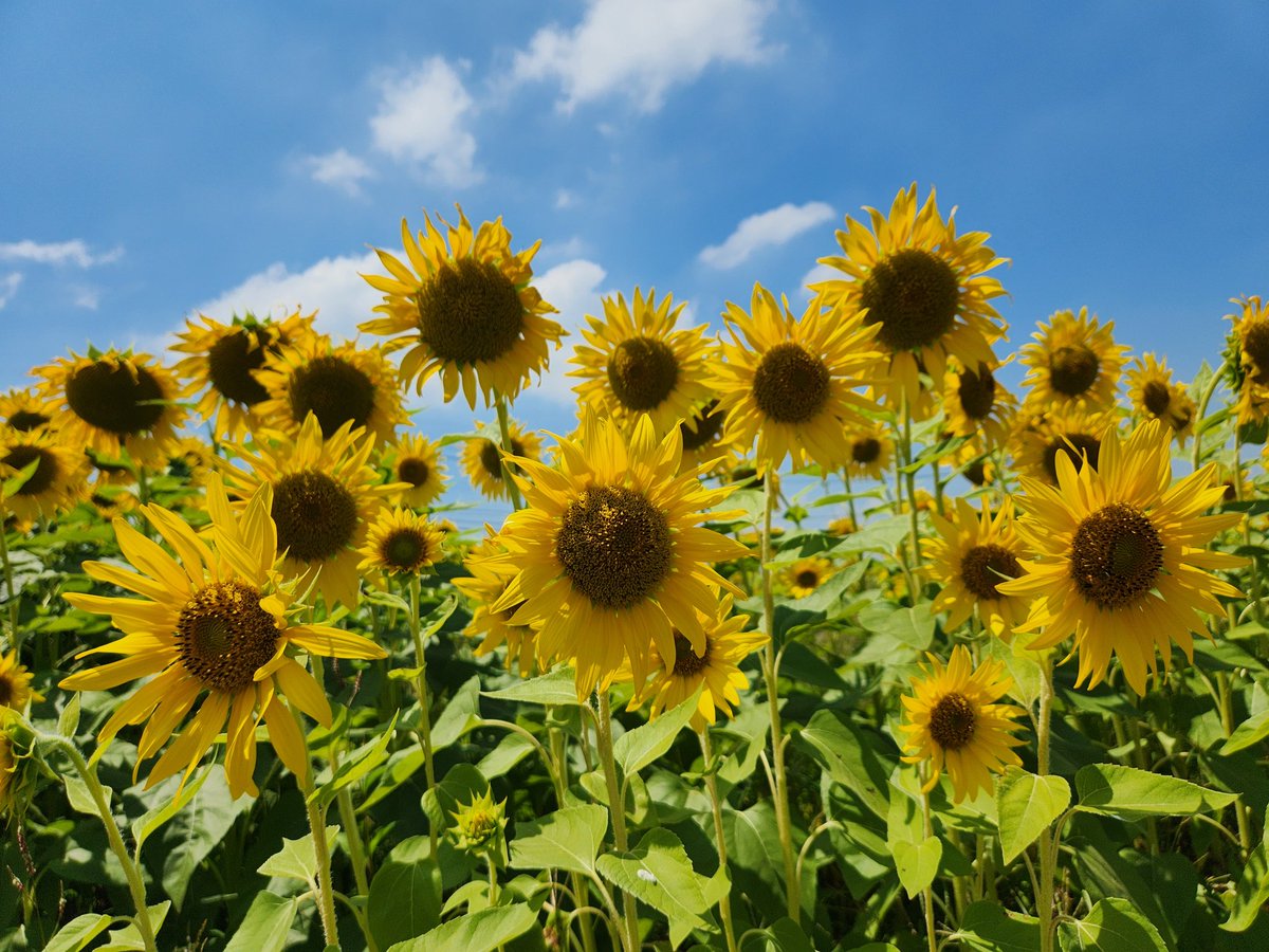 夏＝ズハオの季節であってほしい
サマーソングでのカムバ、いつか実現するかなぁ…