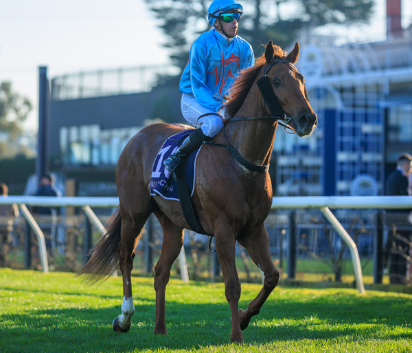 Capitalist gets the first Aussie SW of the new season -  95k MM purchase King of Roseau wins G3 Aurie's Star and his breeder Senga Bissett has a little share in him! breednet.com.au/news/40865/kin…  <a href="/NewgateFarm/">Newgate</a> <a href="/mmsnippets/">Magic Millions</a> <a href="/SnowdenRacing1/">Snowden Racing</a> <a href="/Pinhookhorses/">Dave Mee</a> <a href="/Ashleigh_TBs/">Ashleigh Thoroughbreds</a> <a href="/PulseRacing_TBS/">Pulse Racing Thoroughbreds</a>