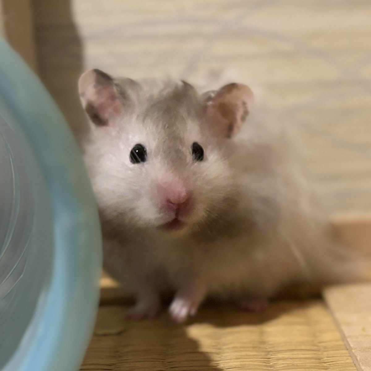 HamsFactory's tweet image. 🐹ハム好きによる、ハム好きのためのオリジナルハムスター雑貨のお店です 😉✨

ミンネ　minne.com/@honmak24
クリーマ　creema.jp/creator/367191…
SUZURI   suzuri.jp/hamsters_facto…