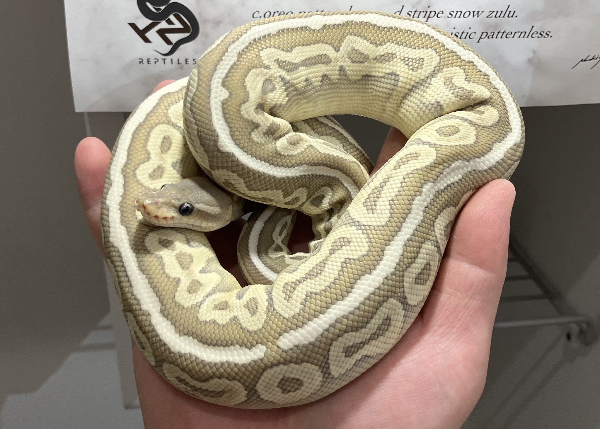 新ボールパイソンケージばるで様 Here's a naturalistic Ball python enclosure freshly made