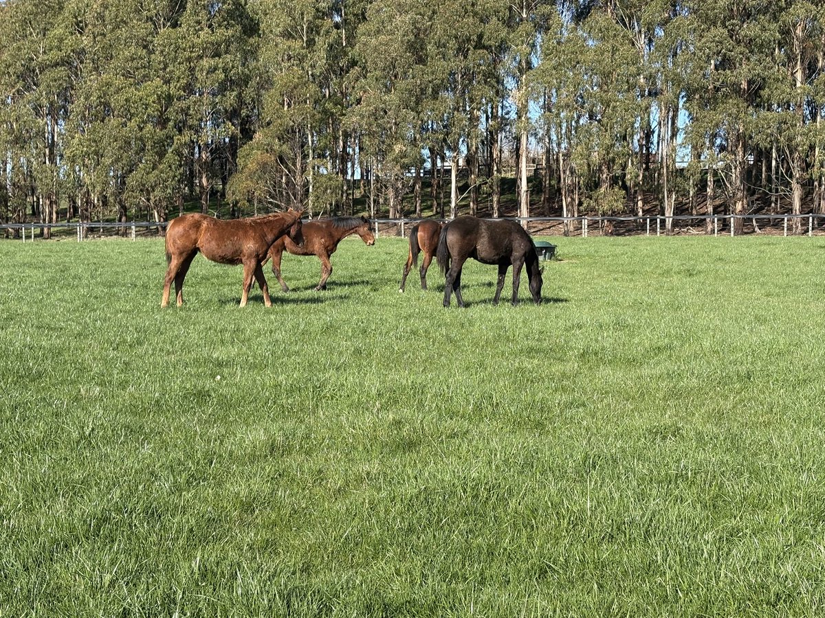 Our yearlings enjoying a lovely winters day soaking up the sunshine ☀️

The grass is starting to take off heading into spring.