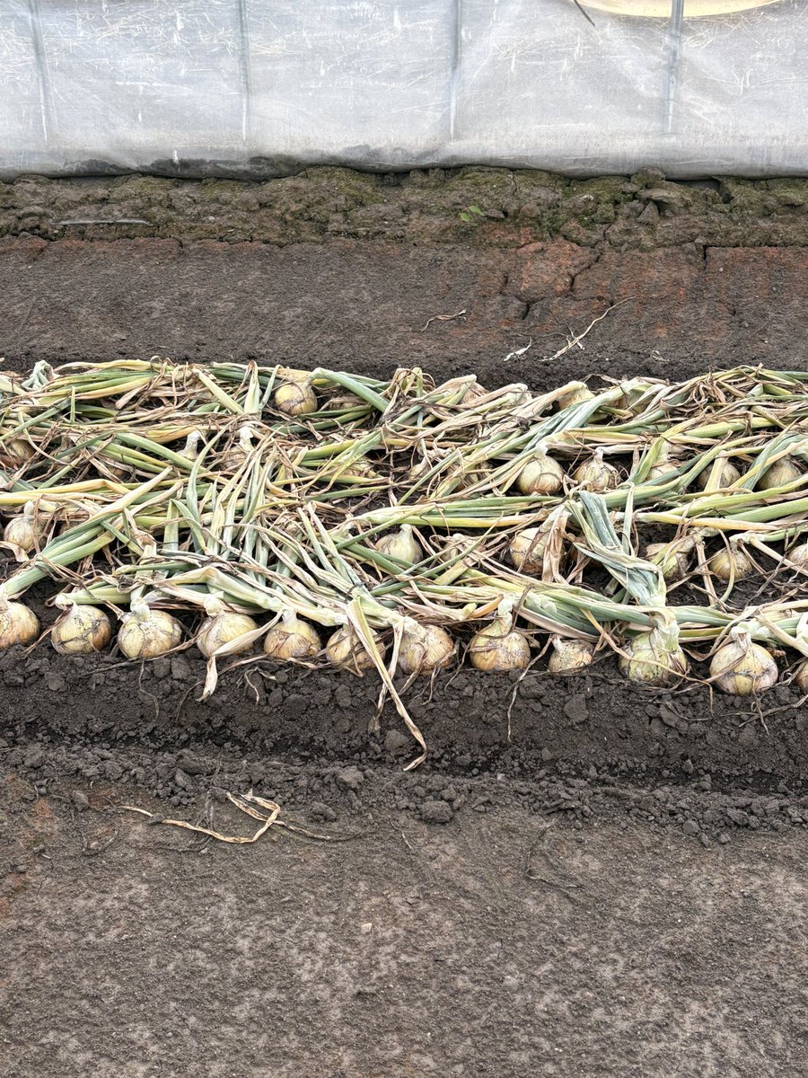 去年より小さいが良し！