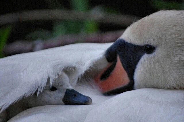 Mom, am I still young ? Can I dream for a few months more ?