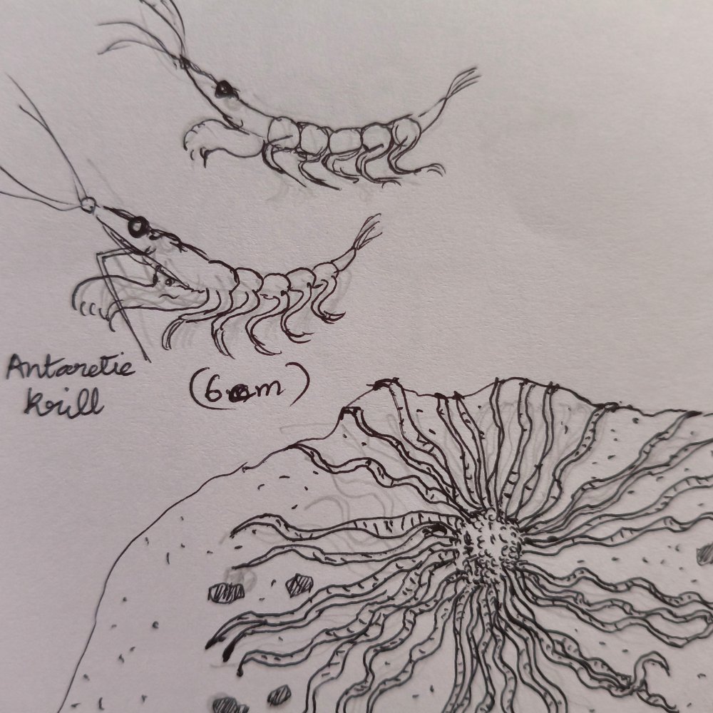 I made this sheet so that I can compare the sizes of underwater beings.

 ഈ ഷീറ്റ് ഉണ്ടാക്കിയില്ലേൽ ഇവരുടെ വലുപ്പമൊക്കെ തെറ്റിയേനെ.

malayalam.indianexpress.com/children/j-dev…
