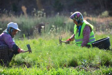 The post features three images of forestry activities in Balıkesir, Turkey, as shared by Orman Genel Müdürlüğü (@OGMgovtr). The first image shows workers in green vests and hats tending to rows of young plants in a field, using buckets and tools, symbolizing reforestation efforts. The second image zooms in on a single seedling in the soil, highlighting the early stages of growth. The third image depicts two individuals using hammers to plant or maintain young trees in a field, emphasizing manual labor in nature restoration. The post text underscores a commitment to reviving areas damaged by fires using natural methods and seeds, connecting the images to a broader narrative of hope, environmental recovery, and honoring national values, with no platform watermarks visible.