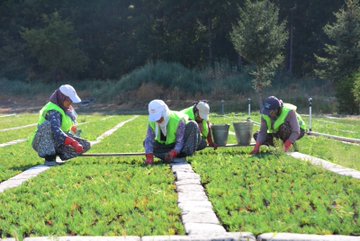 The post features three images of forestry activities in Balıkesir, Turkey, as shared by Orman Genel Müdürlüğü (@OGMgovtr). The first image shows workers in green vests and hats tending to rows of young plants in a field, using buckets and tools, symbolizing reforestation efforts. The second image zooms in on a single seedling in the soil, highlighting the early stages of growth. The third image depicts two individuals using hammers to plant or maintain young trees in a field, emphasizing manual labor in nature restoration. The post text underscores a commitment to reviving areas damaged by fires using natural methods and seeds, connecting the images to a broader narrative of hope, environmental recovery, and honoring national values, with no platform watermarks visible.