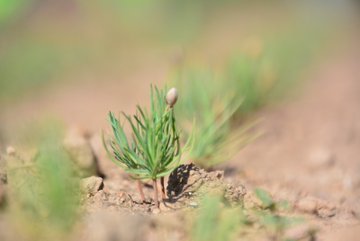 The post features three images of forestry activities in Balıkesir, Turkey, as shared by Orman Genel Müdürlüğü (@OGMgovtr). The first image shows workers in green vests and hats tending to rows of young plants in a field, using buckets and tools, symbolizing reforestation efforts. The second image zooms in on a single seedling in the soil, highlighting the early stages of growth. The third image depicts two individuals using hammers to plant or maintain young trees in a field, emphasizing manual labor in nature restoration. The post text underscores a commitment to reviving areas damaged by fires using natural methods and seeds, connecting the images to a broader narrative of hope, environmental recovery, and honoring national values, with no platform watermarks visible.