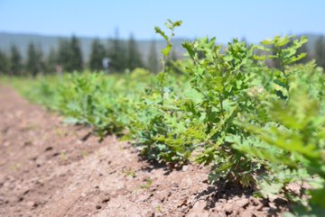 The post features three images of forestry activities in Balıkesir, Turkey, as shared by Orman Genel Müdürlüğü (@OGMgovtr). The first image shows workers in green vests and hats tending to rows of young plants in a field, using buckets and tools, symbolizing reforestation efforts. The second image zooms in on a single seedling in the soil, highlighting the early stages of growth. The third image depicts two individuals using hammers to plant or maintain young trees in a field, emphasizing manual labor in nature restoration. The post text underscores a commitment to reviving areas damaged by fires using natural methods and seeds, connecting the images to a broader narrative of hope, environmental recovery, and honoring national values, with no platform watermarks visible.