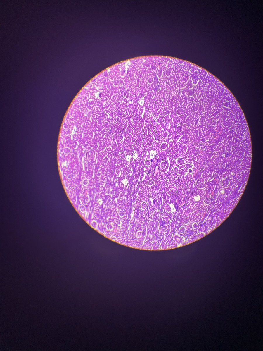 nicoxarchivee's tweet photo. 🧪first week of being a medlabsci student! https://t.co/jJfoXJF0hO