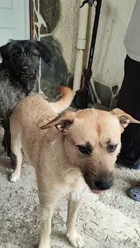 ⚠️CASO EXTERNO⚠️

Estas dos perritas necesitan encontrar una nueva familia con urgencia por causas graves de salud. Tienen dos años, son de tamaño mediano y se encuentran en Toledo. 
Más información y contacto: 661718894 (WhatsApp).
Necesitan ayuda, rogamos difusión!