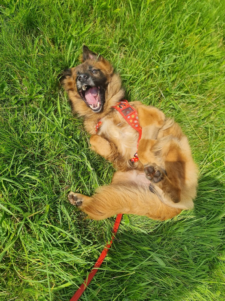 Cian and Biggy have that Saturday feeling! What's everyone getting up to this weekend? 🐶🐕‍🦺🐕

Both of these funny guys are available for adoption! Links in bio!
🏡Adopt Cian: hoperescue.org.uk/adopt-cian
🏡Adopt Biggy: hoperescue.org.uk/adopt-biggie