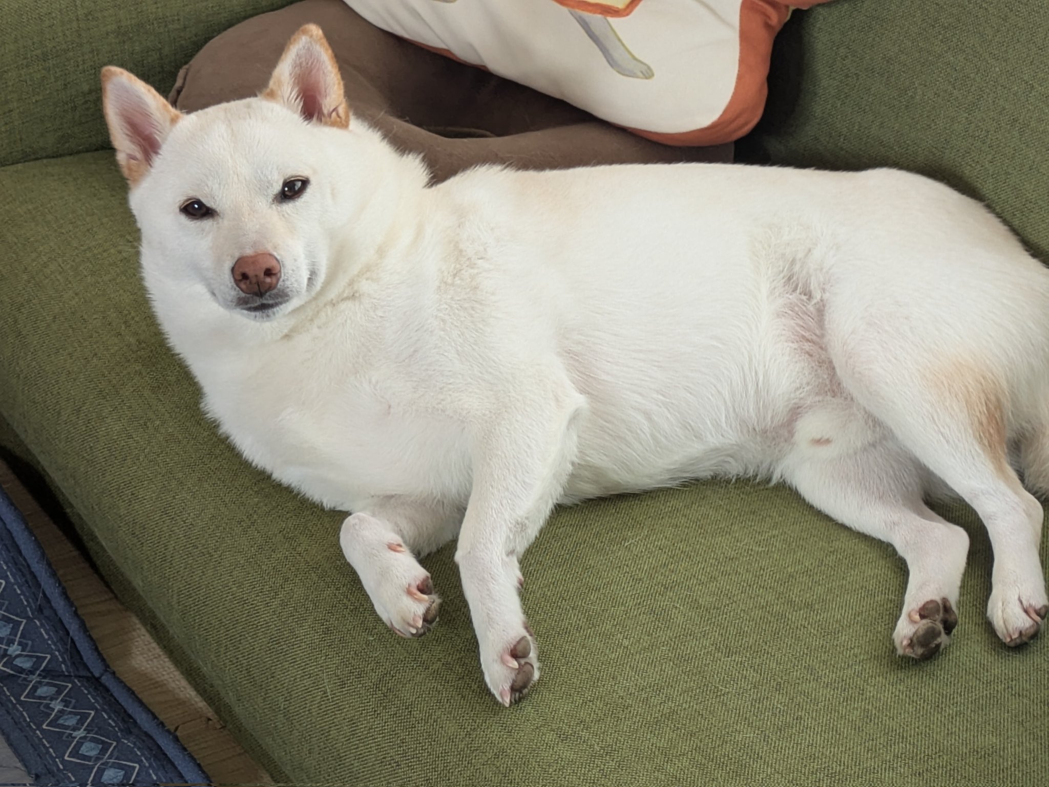 しろい犬 白柴犬まんまる on X: