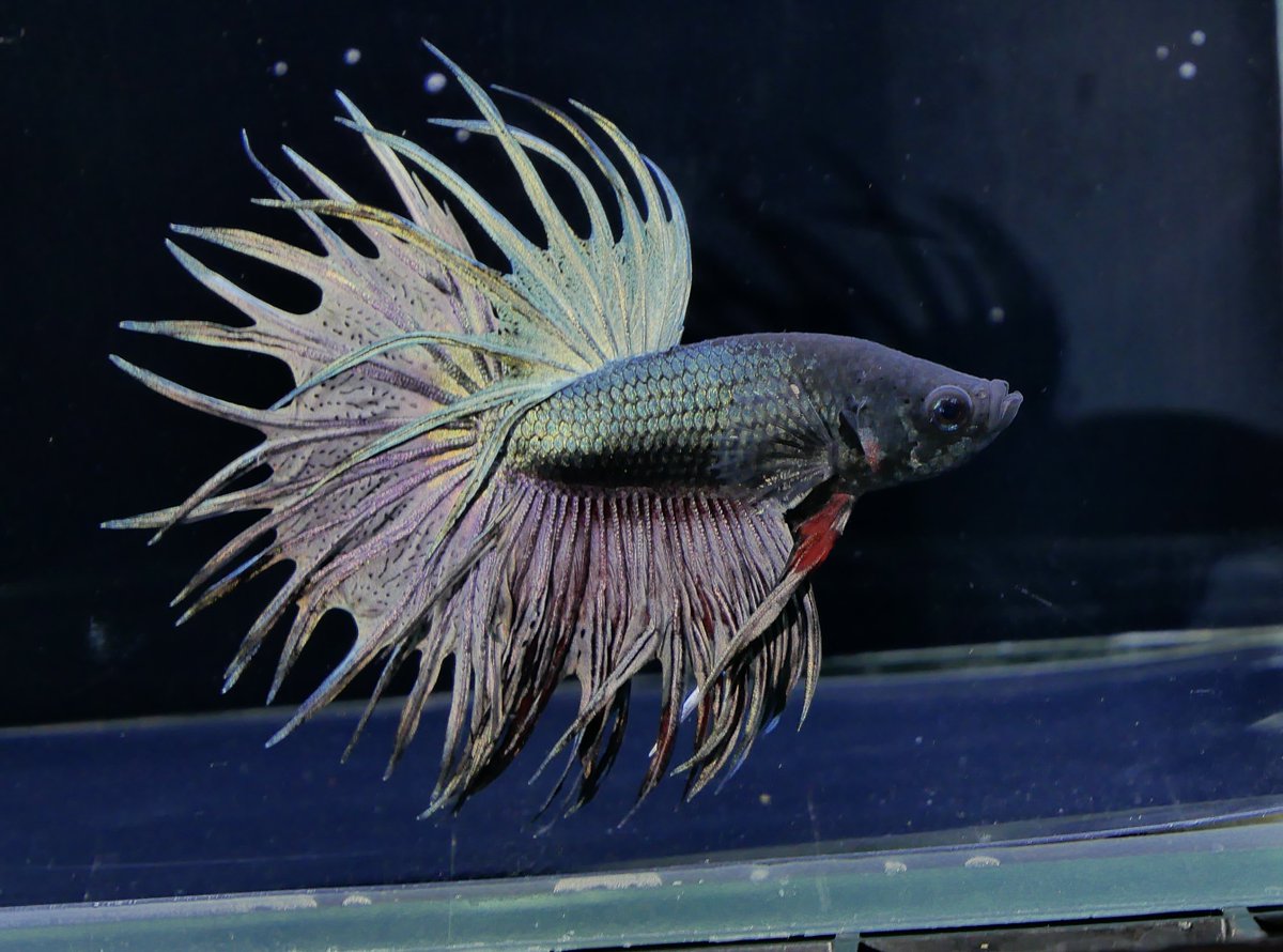 PoPoBetta (@N84852124) / Posts / X