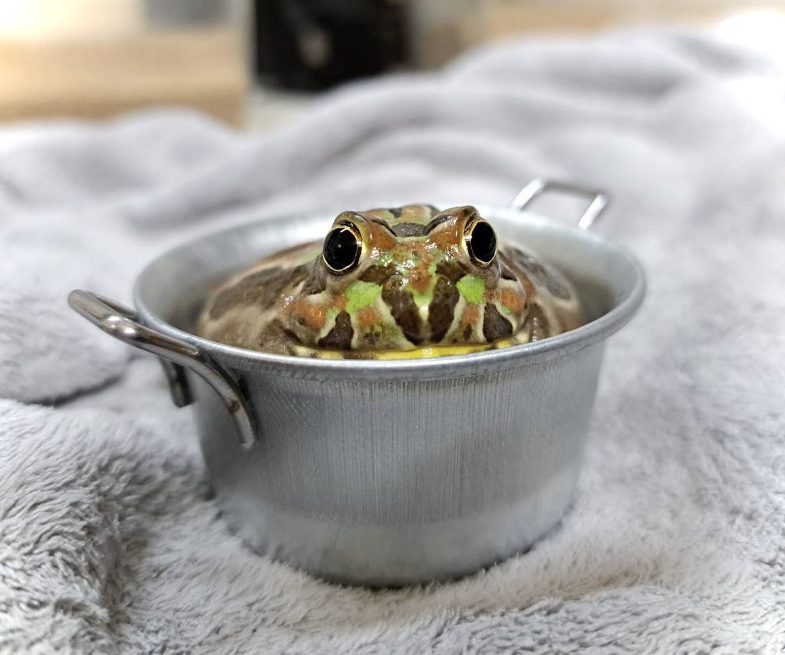 KiNaCoCham's tweet image. うちのいい男ツートップ🐸🐸
#チャコガエル
#Chacophrys
#タレ 
#ちくわ