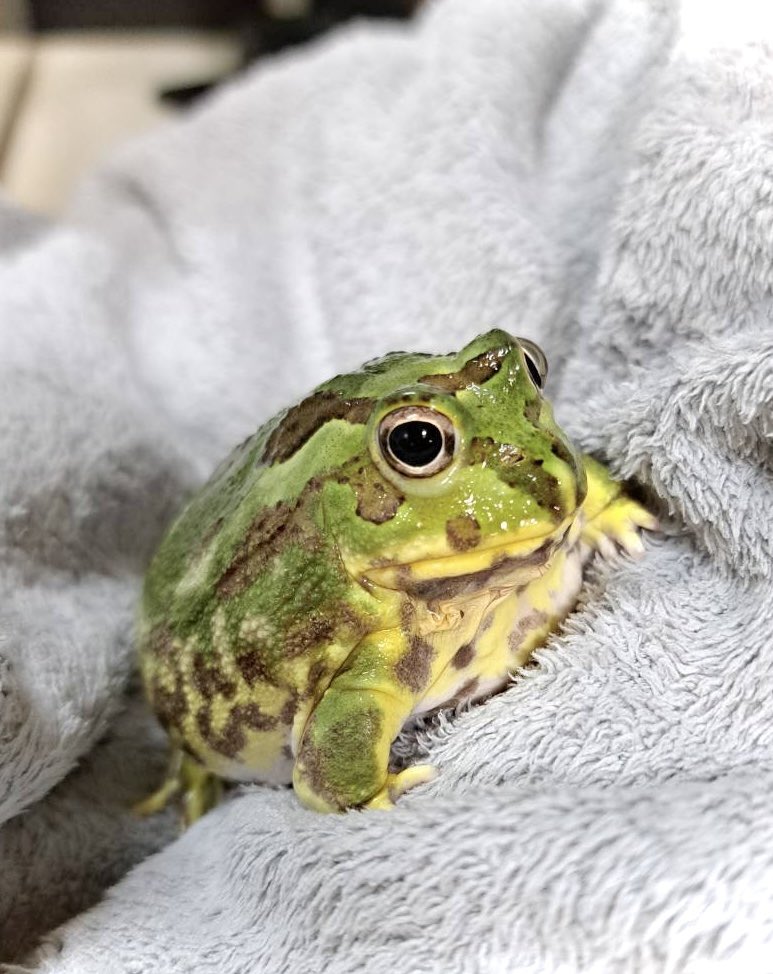 KiNaCoCham's tweet image. うちのいい男ツートップ🐸🐸
#チャコガエル
#Chacophrys
#タレ 
#ちくわ