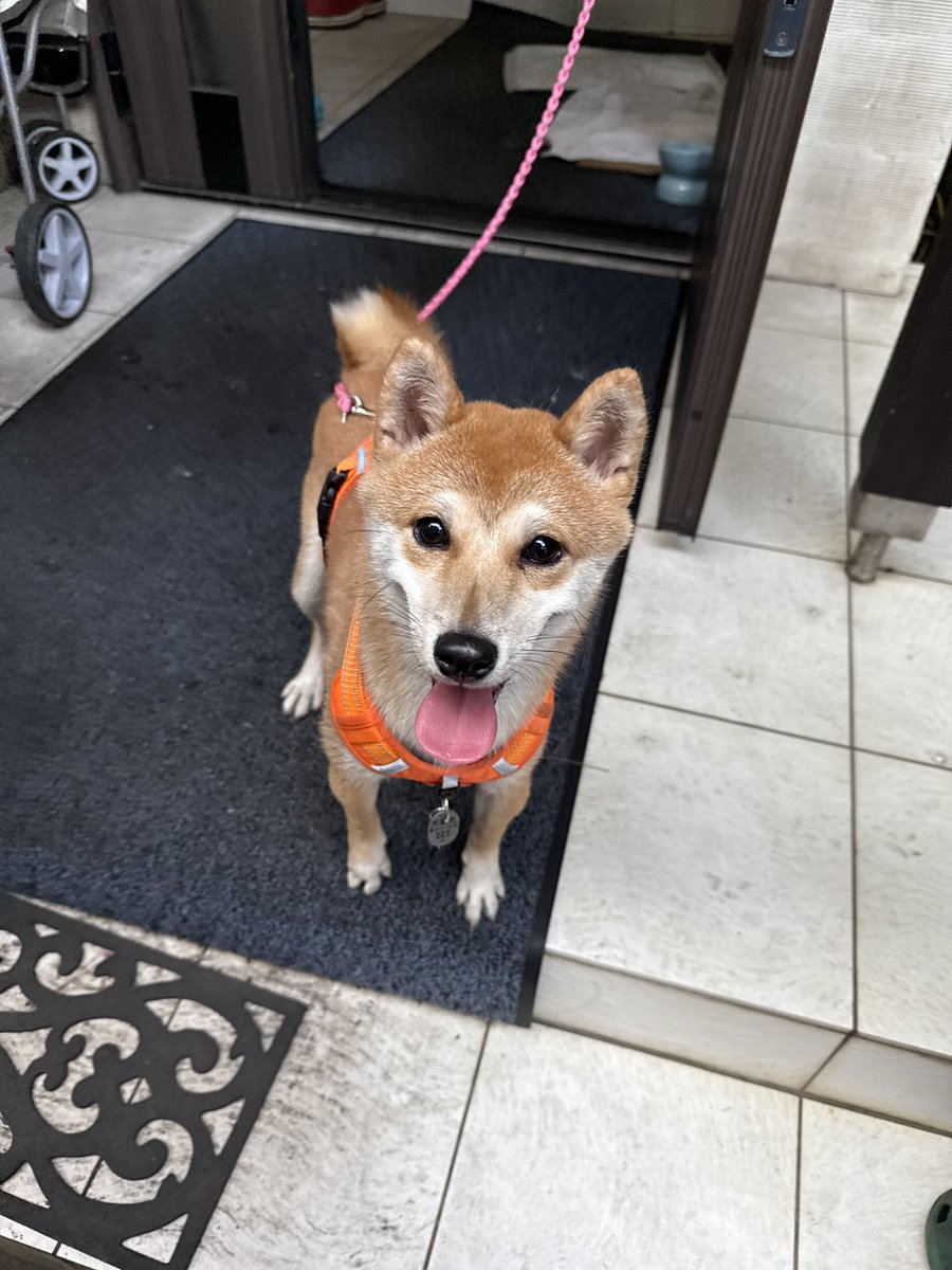 【迷子犬】豆柴のめちゃくちゃ美人さん

今日はお泊まりかな

お外に出してあげたらおトイレもして
とてもいい子ちゃんです

うちの子のご飯あげたけど
今のところ食べていません

お水は飲んでいます

人懐っこくてかまちょな可愛い子です

はやく飼い主さんの元へ帰れたらいいね