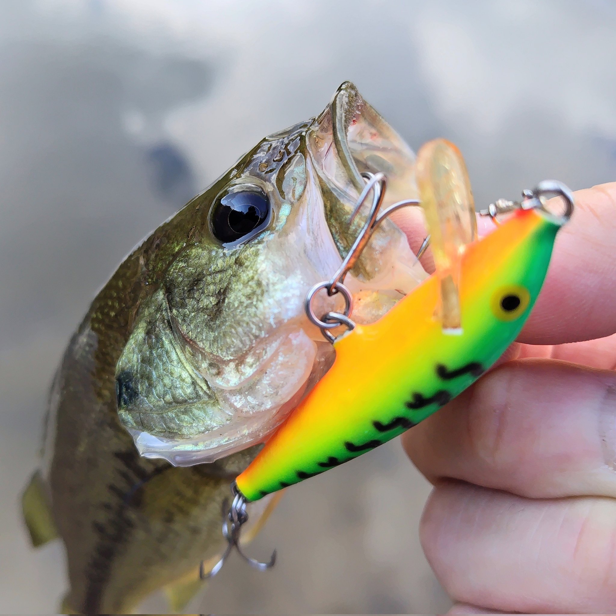 バス釣り How to Use Zx 40 Lure | TikTok