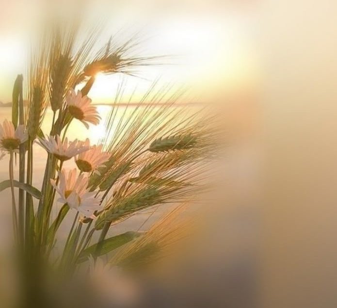 &lt;&lt; الصمت ابلغ من كل كلام &gt;&gt;

.
#مساء_الخيــــر  🪷
#حبيت_اقول