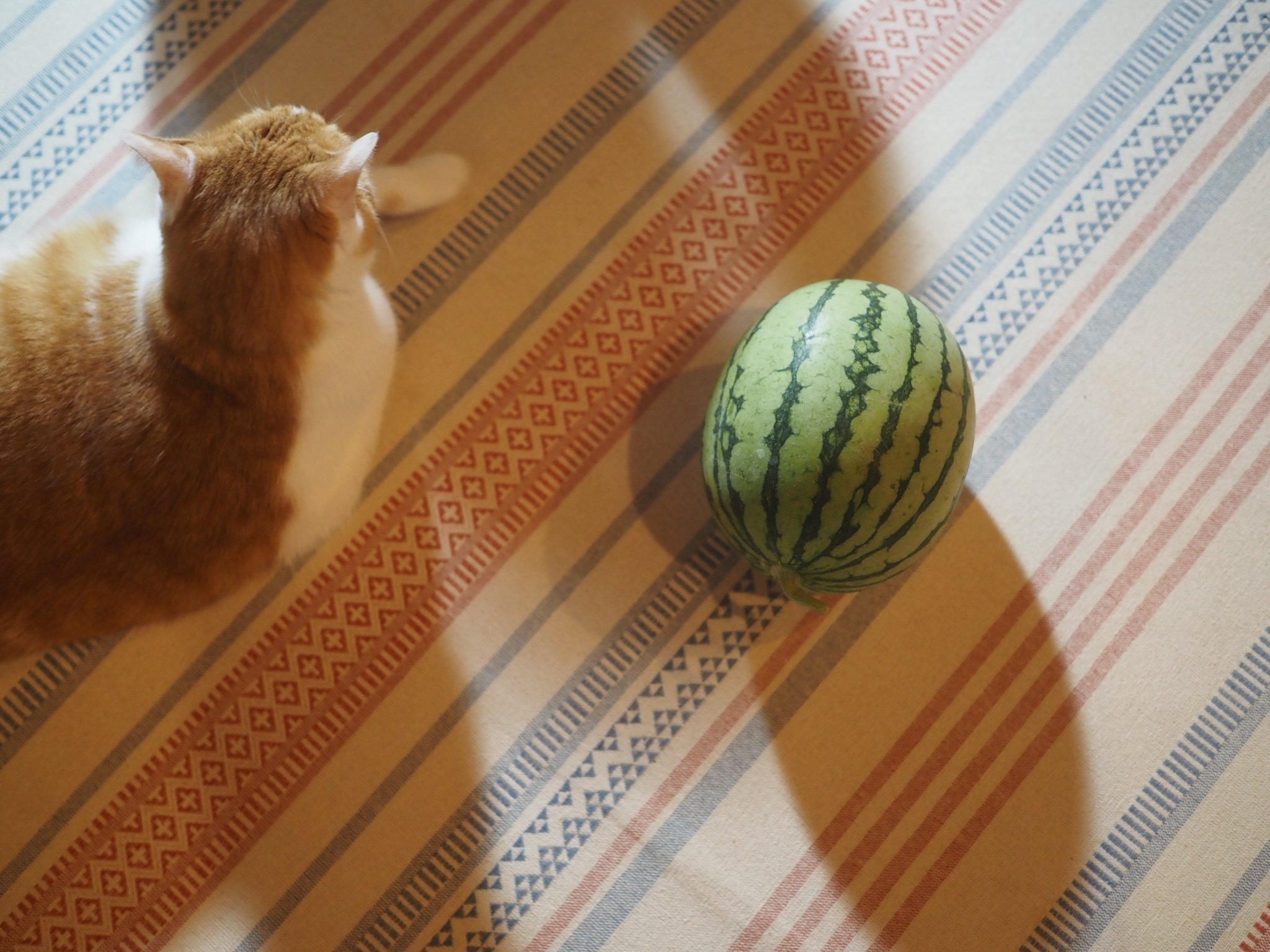 つぶねこページ 猫しっし（REP-600)