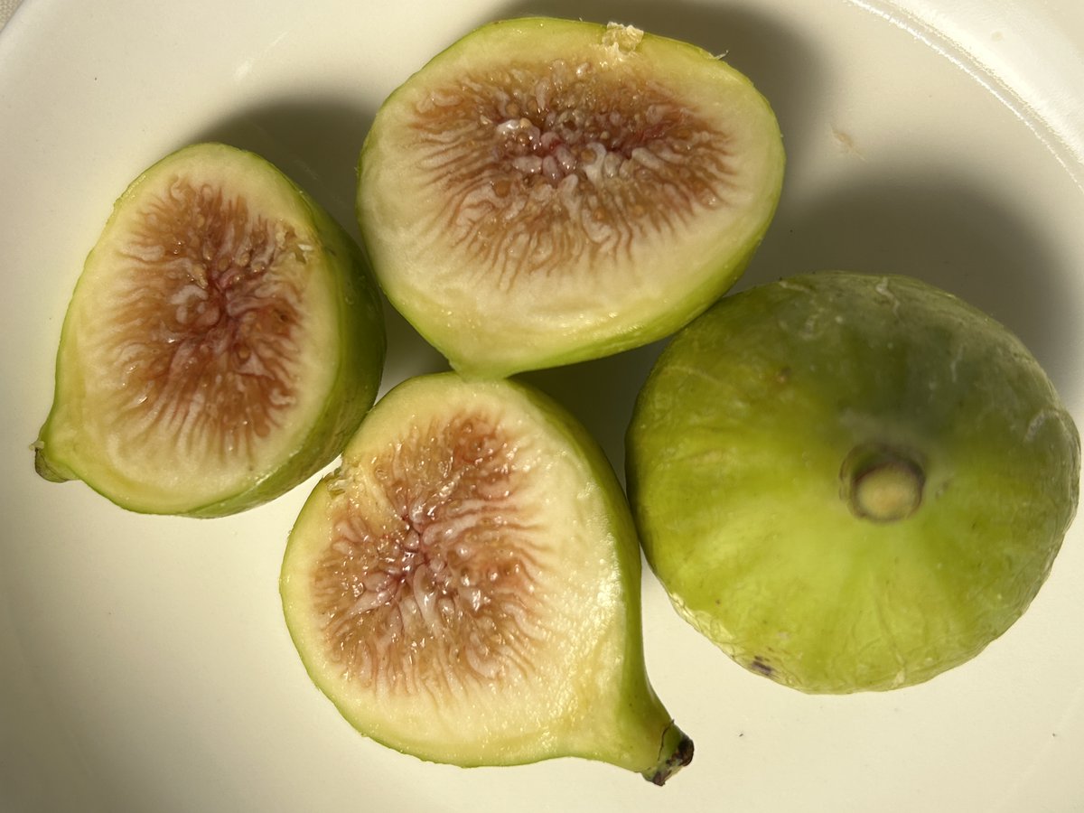 【親木花粉採取済】 食べれるカプリフィグ TFH C188 挿木苗 親木花粉採取済】 食べれるカプリフィグ TFH C188 挿木苗