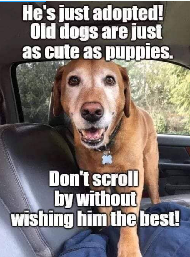 Tweets of Dogs tweet media