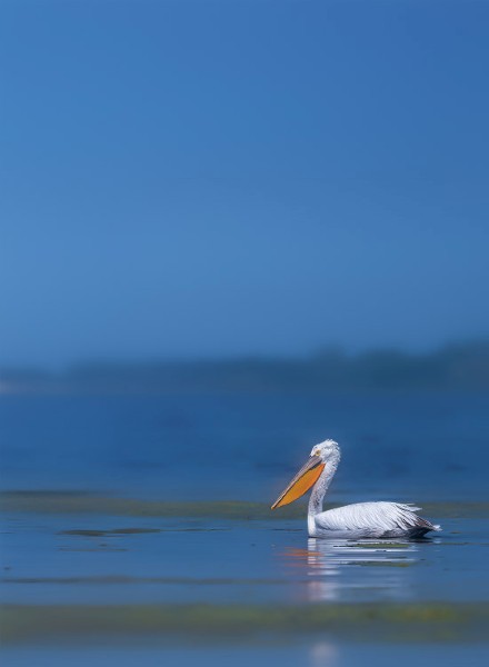 SanGovphotos's tweet image. Good Morning
My mint for #photoliminal event by @LumineersX

Dalmatian Pelican
75.00 ꜩ (1/1) on zeroterminal.art (also available on OBJKT)
🔗👇

Bharatpur, Rajasthan, India
2022
Nikon D500 + Nikon 200-500mm