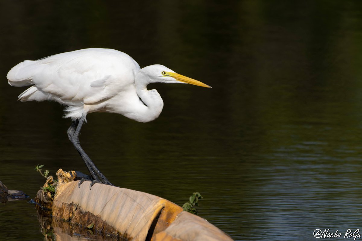 Garceta grande (Ardea alba).

EEUU