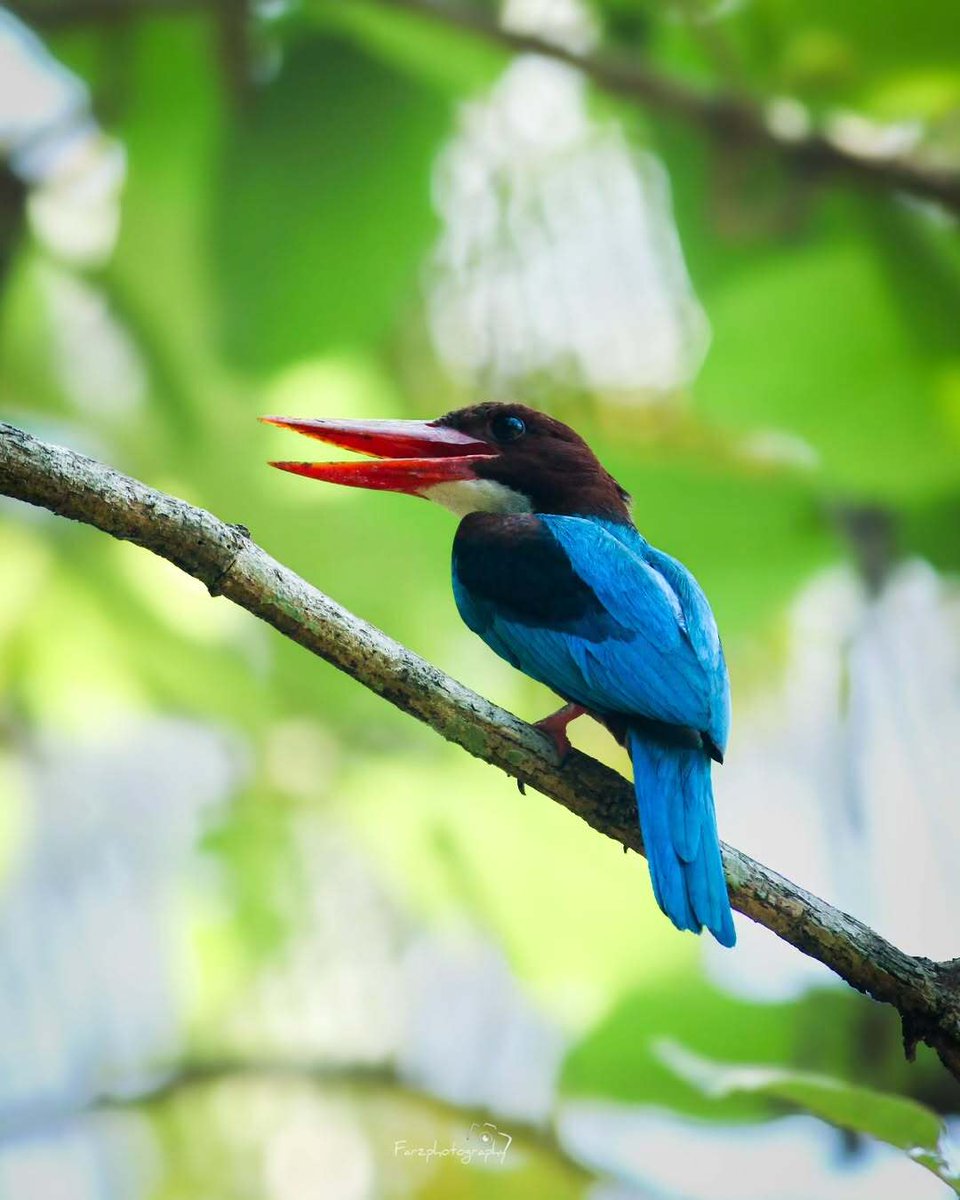 KeralaFDC's tweet photo. White-throated kingfisher
 widely distributed in Asia from the Sinai east through the Indian subcontinent to China and Indonesia. This kingfisher is a resident over much of its range,movements. #wikipedia 

Scientific name: Halcyon smyrnensis

#picoftheday📷 by @farz_clik https://t.co/Uj0TfFtfVM