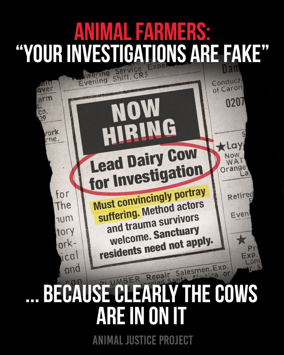 ajpReact's tweet image. Animal ag defenders say our investigations are staged.

You know… because the animals are auditioning.

The footage is real. The suffering is real. The denial? That’s the act.

#AnimalJusticeProject #Vegan #AnimalRights