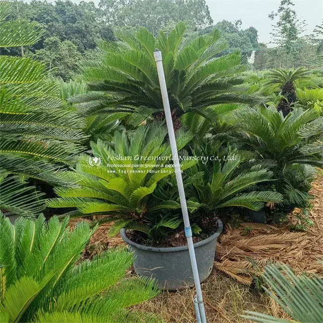 FoshanCo9774's tweet image. 🌱 Multi-Headed Cycas Revoluta - Unique specimen plants for luxury landscapes! Ships worldwide from China.

📩 export@greenworld-nursery.com
🌐 greenworldplants.com

#sagopalm #luxuryplants #greenworldnursery