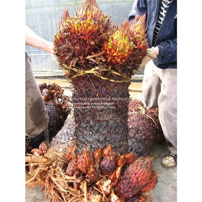 FoshanCo9774's tweet image. 🌱 Multi-Headed Cycas Revoluta - Unique specimen plants for luxury landscapes! Ships worldwide from China.

📩 export@greenworld-nursery.com
🌐 greenworldplants.com

#sagopalm #luxuryplants #greenworldnursery
