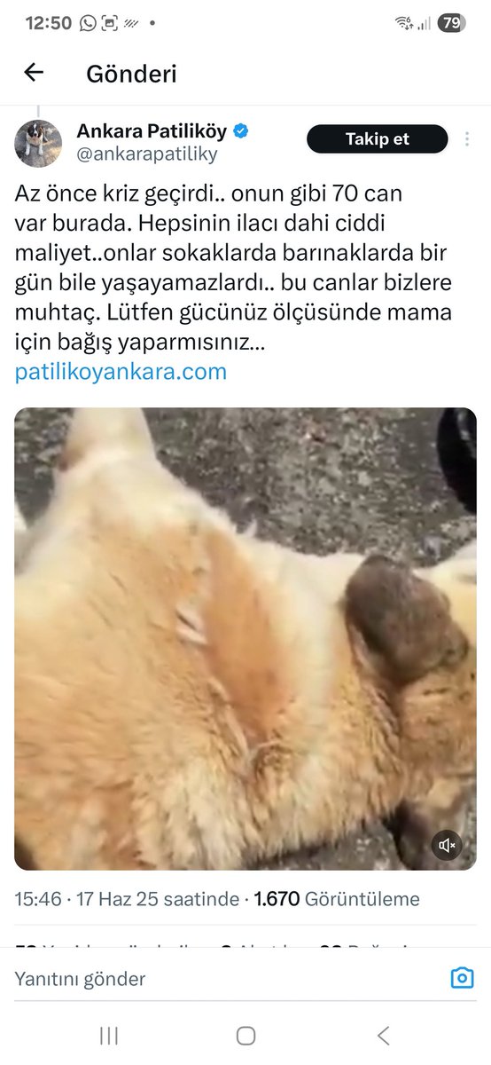 Sürekli kendi yaşam alanındaki hayvanlar epilepsi krizi geçiriyor, sayı 70 taneymiş, sürekli 1 hayvanı yerlerde dilendiriyor, sizi soyuyorlar. Bir barınakta 70 epilepsi krizi geçiren köpekmi olur? Sahtekar