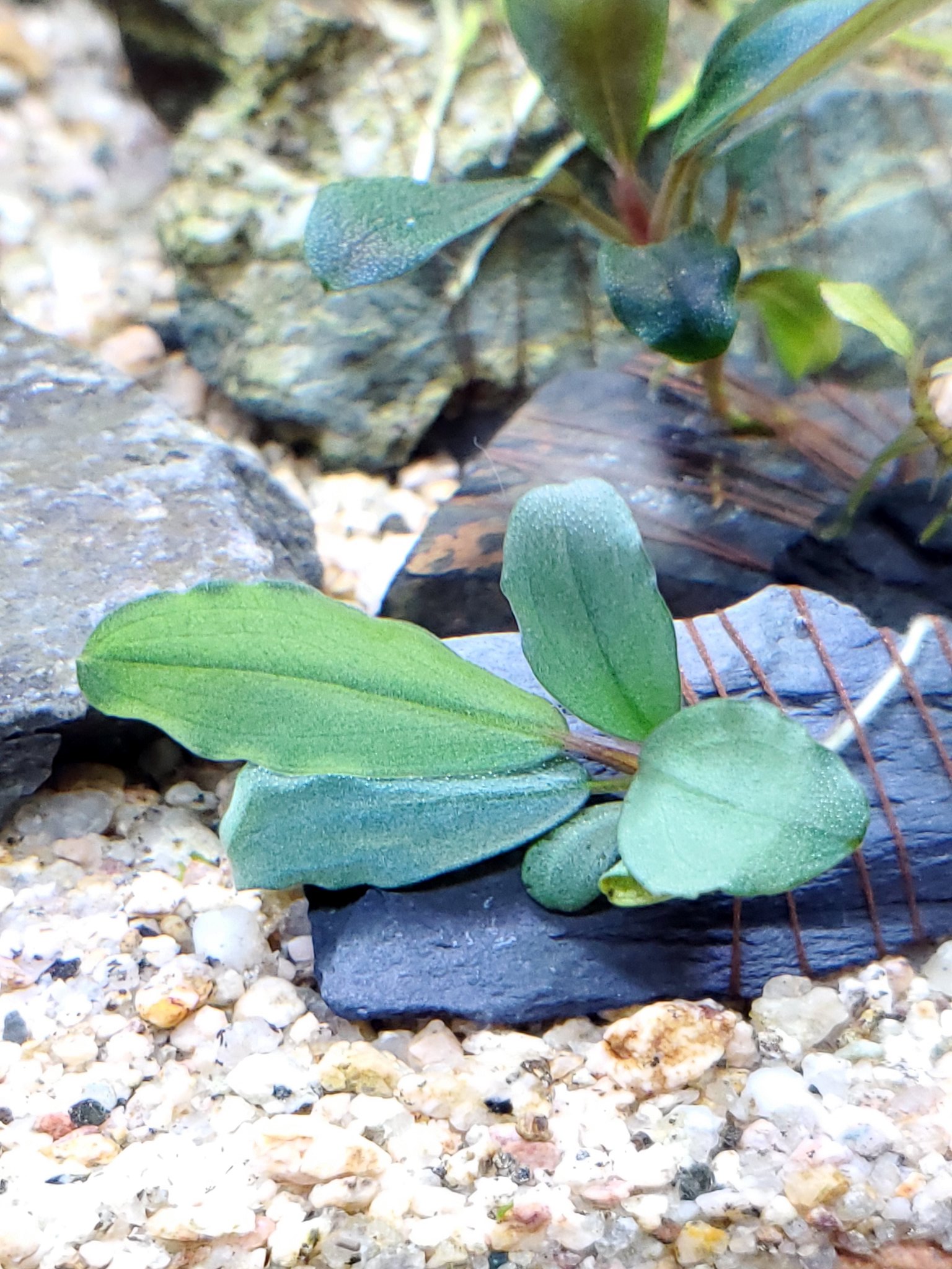 Bucephalandra sp. 彩雲　ブセファランドラ  sp. 彩雲 Yahoo!オークション - Bucephalandra sp彩雲from Kapuas