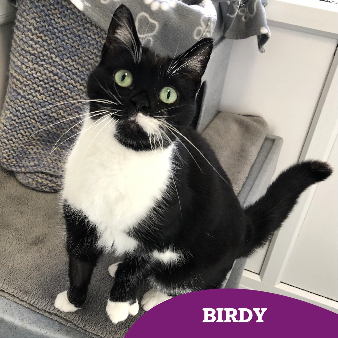 Birdy (7) arrived into us after she wasn't getting along with the other pets in the home. For this reason, she is looking to be the only pet in an adult #fureverhome 🏡

Birdy is a shy girl, but we know that with time and patience, she will flourish ✨️ 
cats.org.uk/findacatform/?…