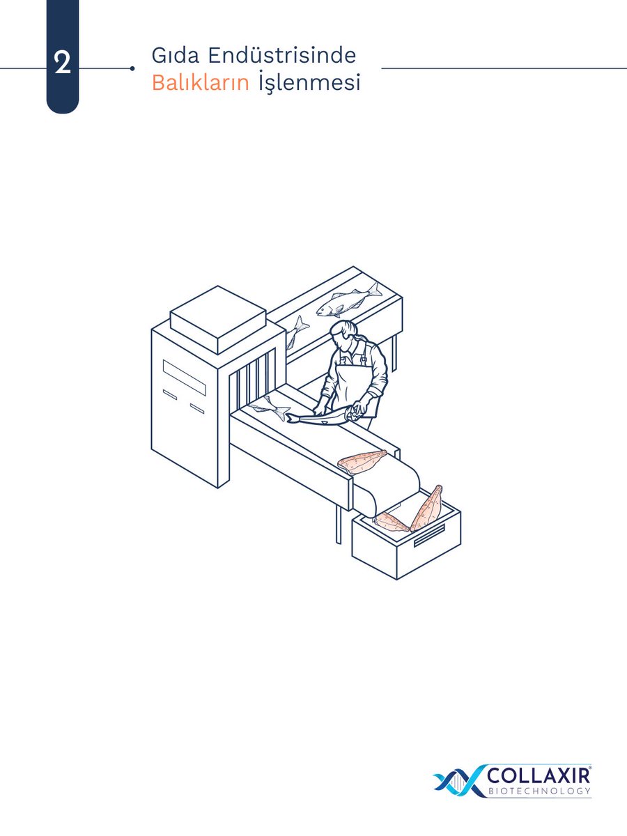 collaxir's tweet photo. ♻️ Collaxir’in patent bekleyen yeşil teknolojisiyle, balık atıkları sıfır atık prensibiyle işlenir.
🌊 Hammadde temininde sürdürülebilir denizcilik ilkeleriyle, seçilmiş biyokaynaklar ileri Biyoteknoloji ile kolajen peptitlere ve değerli ara ürünlere dönüştürülür.
#collagen https://t.co/nVUbI4YMRG