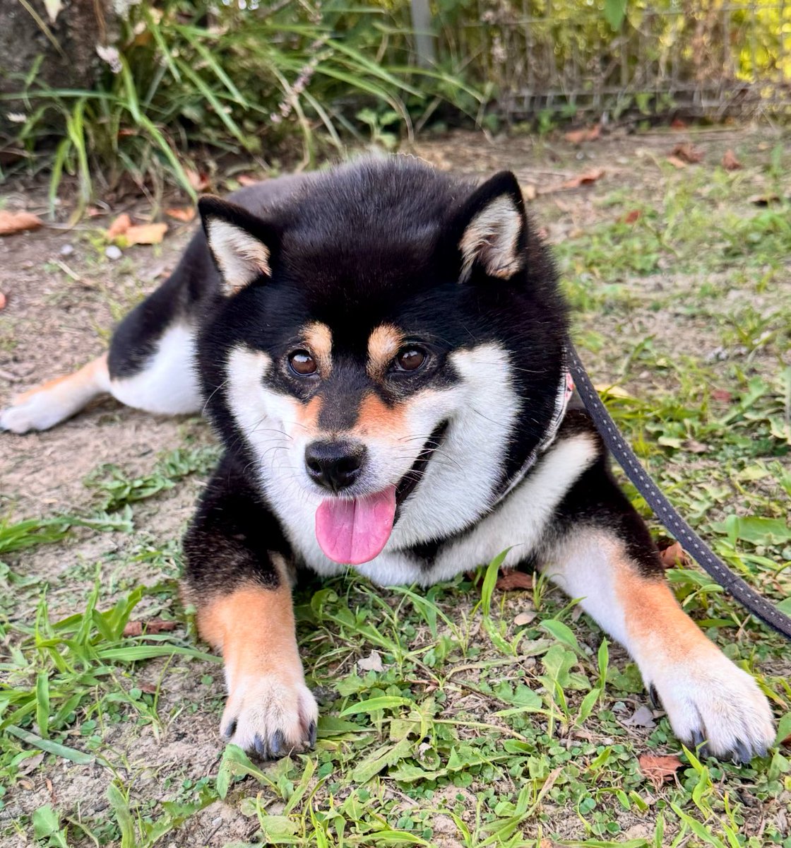 番犬 楽天市場】防犯 イヌ 柴犬 犬型 置物 吠える 番犬 SH2980 明暗