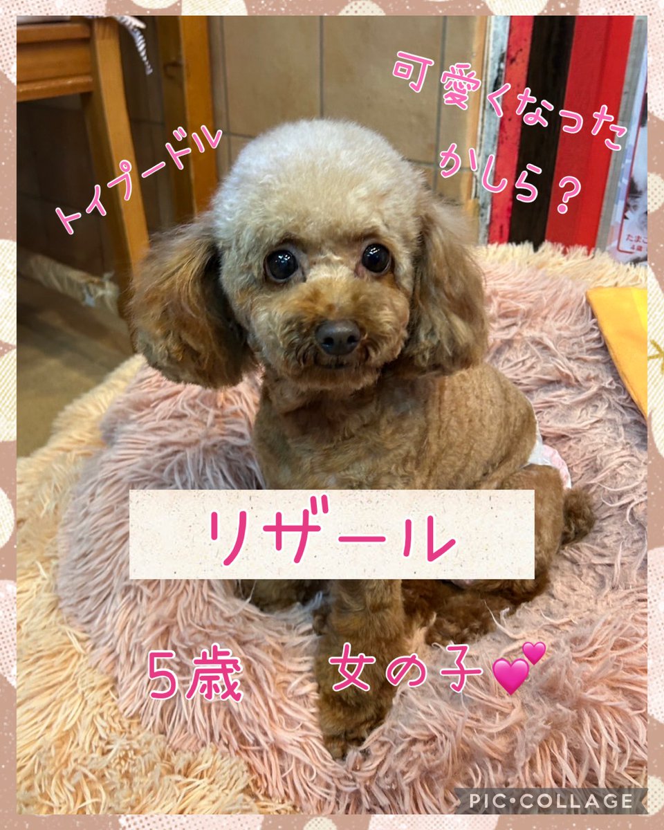 hogokencafe_tenjin on X: 