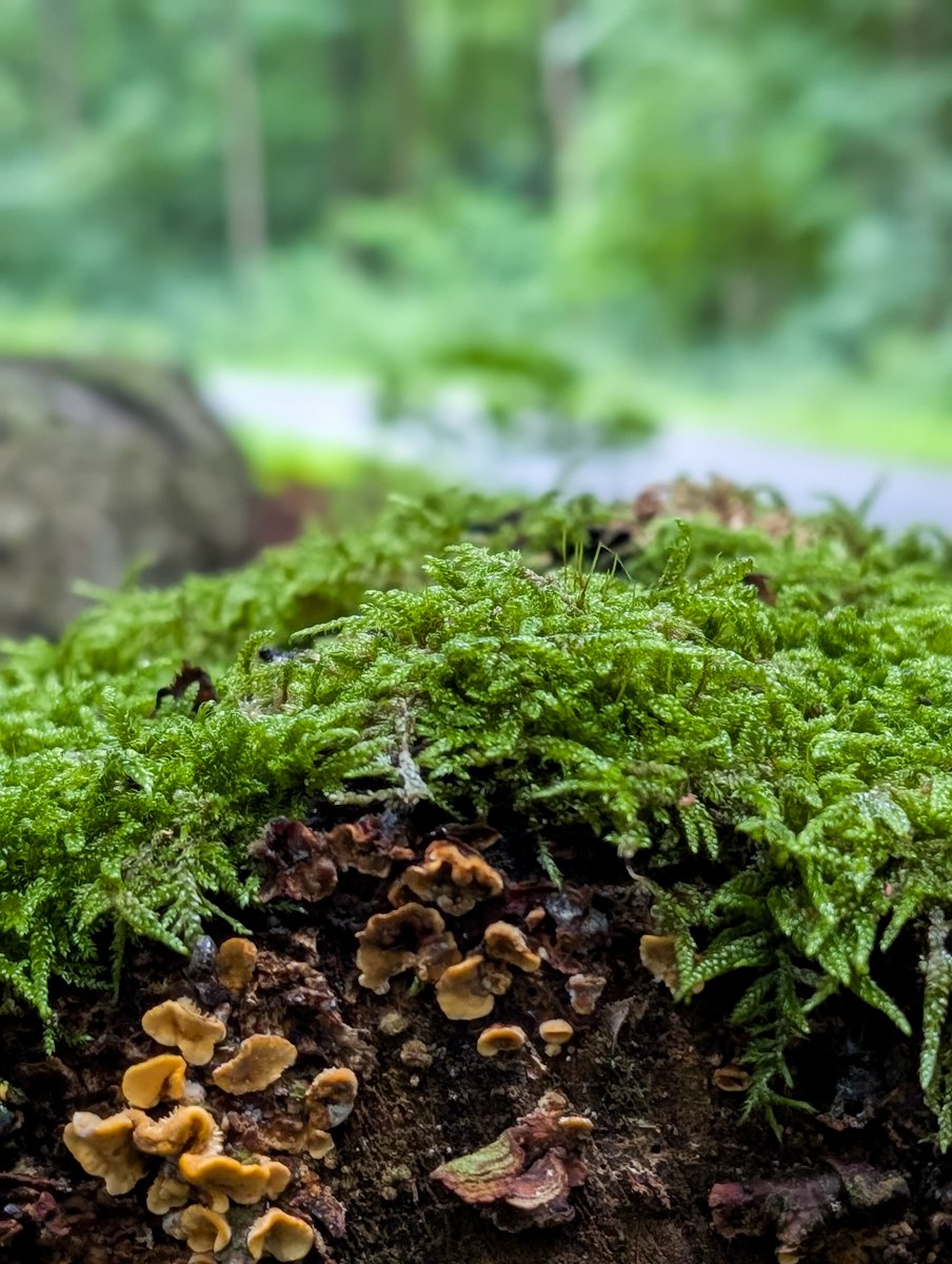 KopfYvonne's tweet image. Der Wald duftet einfach wunderbar, wenn man bei Regen durch den Oberwald in Karlsruhe spaziert!

Für Sie getestet! 

#Auszeit #Selbstfürsorge #SchönesGegenDoofes #FloodTheZoneMitSchoenem