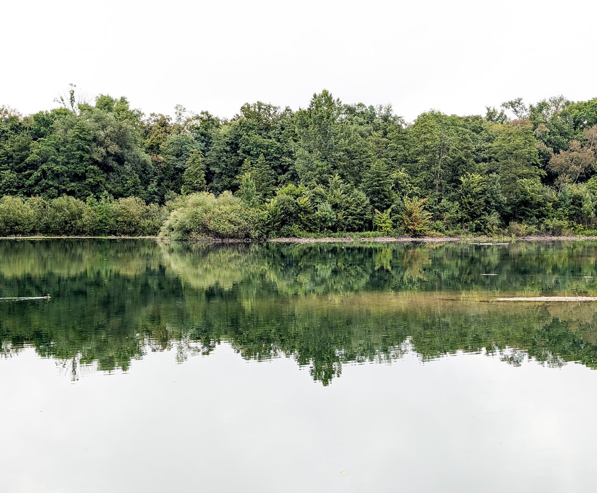 KopfYvonne's tweet image. Der Wald duftet einfach wunderbar, wenn man bei Regen durch den Oberwald in Karlsruhe spaziert!

Für Sie getestet! 

#Auszeit #Selbstfürsorge #SchönesGegenDoofes #FloodTheZoneMitSchoenem
