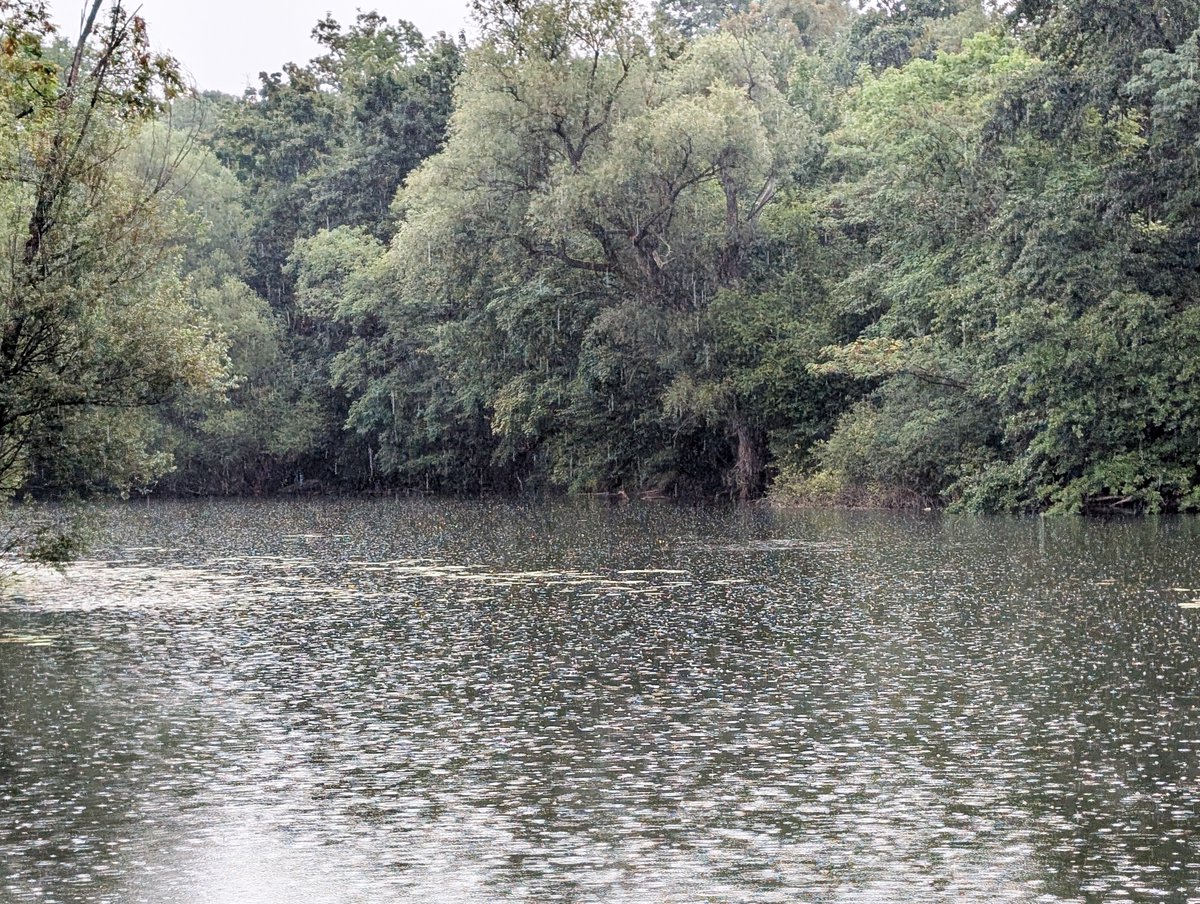 KopfYvonne's tweet image. Der Wald duftet einfach wunderbar, wenn man bei Regen durch den Oberwald in Karlsruhe spaziert!

Für Sie getestet! 

#Auszeit #Selbstfürsorge #SchönesGegenDoofes #FloodTheZoneMitSchoenem