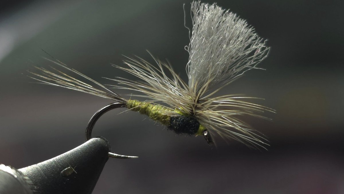 Kapok Dubbing helping keep this beautiful olive parachute tied by Phillippa Hake floating! See all our Kapok here - semperfli.net/BKPK00028.html
Full recipe over on our Facebook &amp; Instagram!
#semperfli #tiewithsemperfli #semperfliproteam
